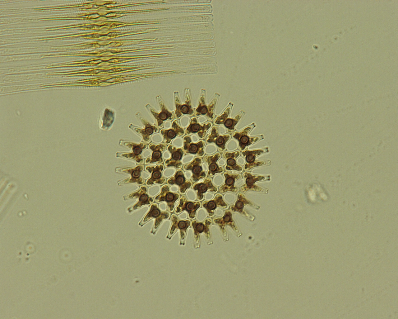 Dictyocha speculum